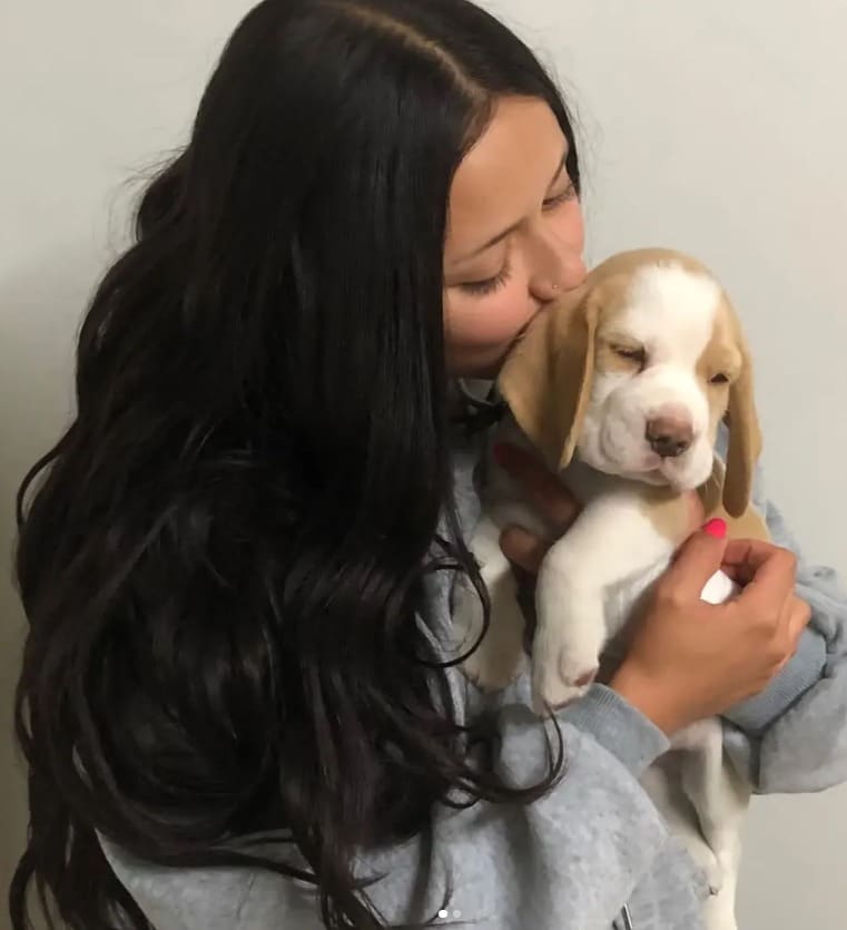 Cachorro Beagle recibiendo cariño de su familia