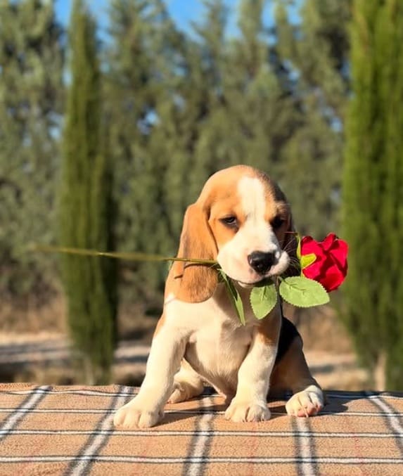 Cachorro Beagle con una rosa en el exterior