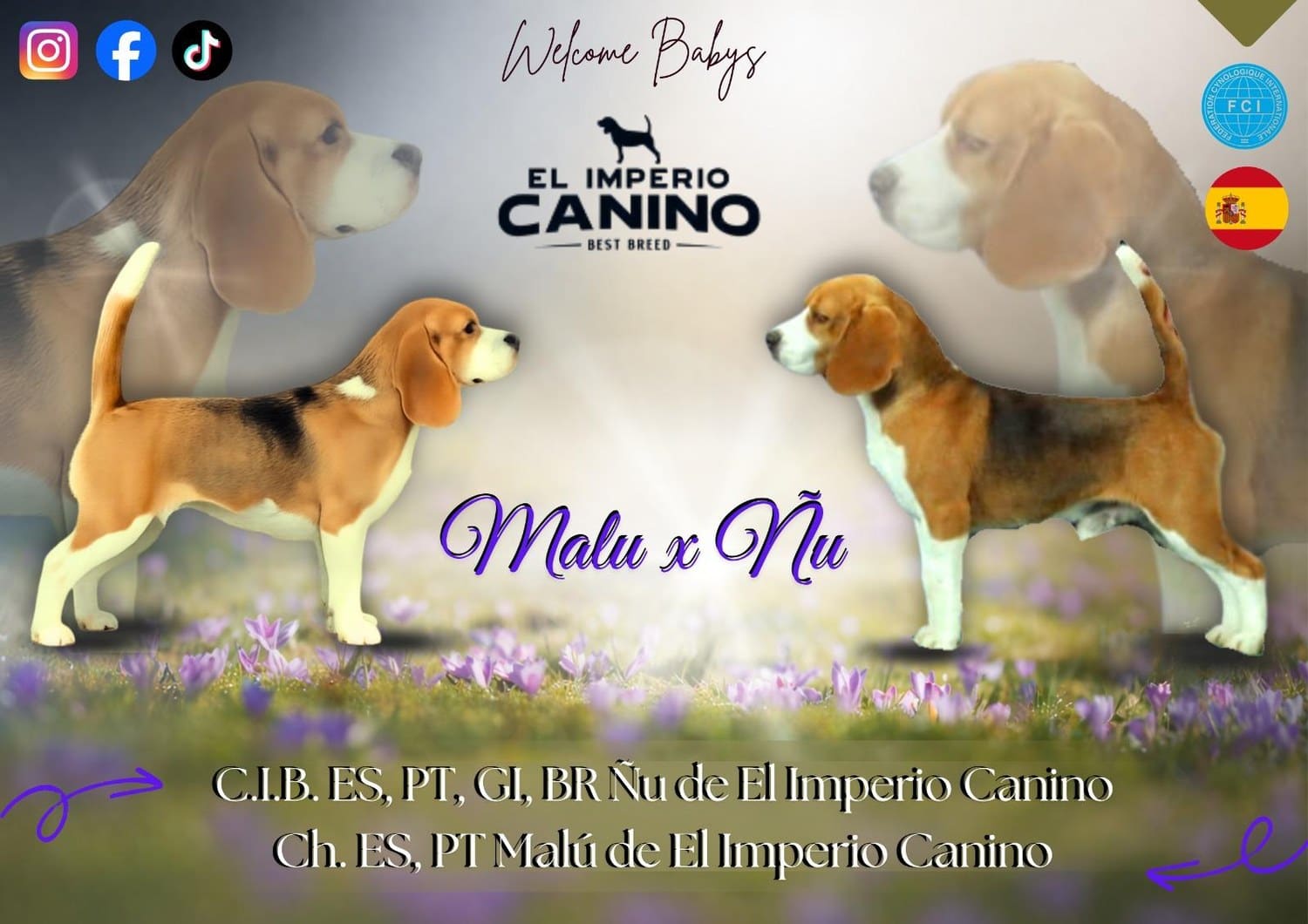 Cartel de la camada Malú × Ñu de El Imperio Canino