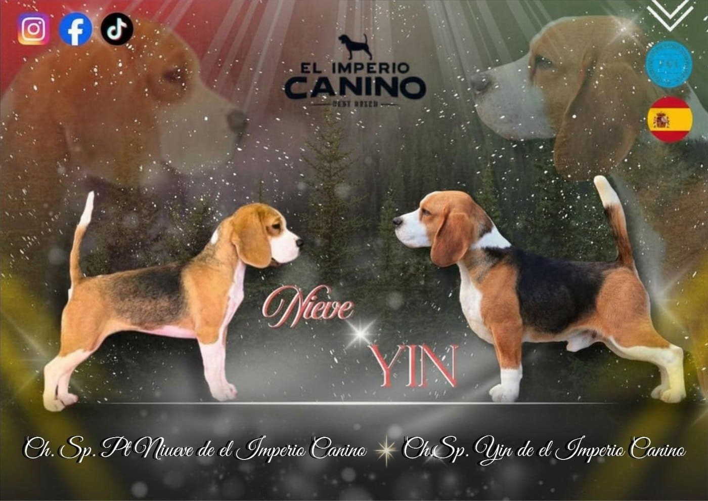 Cachorro Beagle de la camada Nieve × Ñu de El Imperio Canino