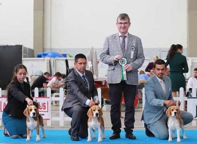 Varios Beagles de El Imperio Canino con sus criadores en una exposición canina