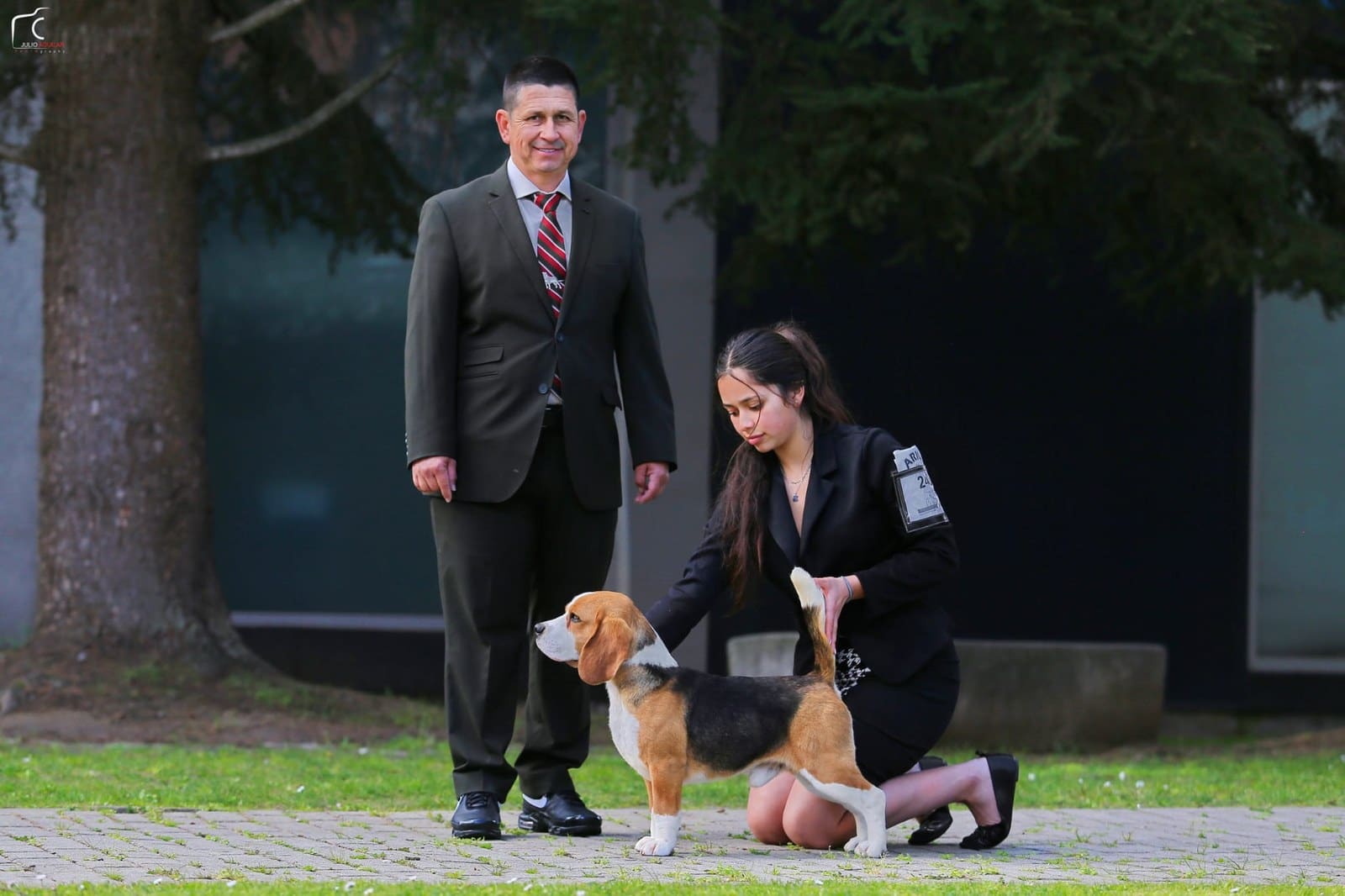 Beagle presentado en exposición canina