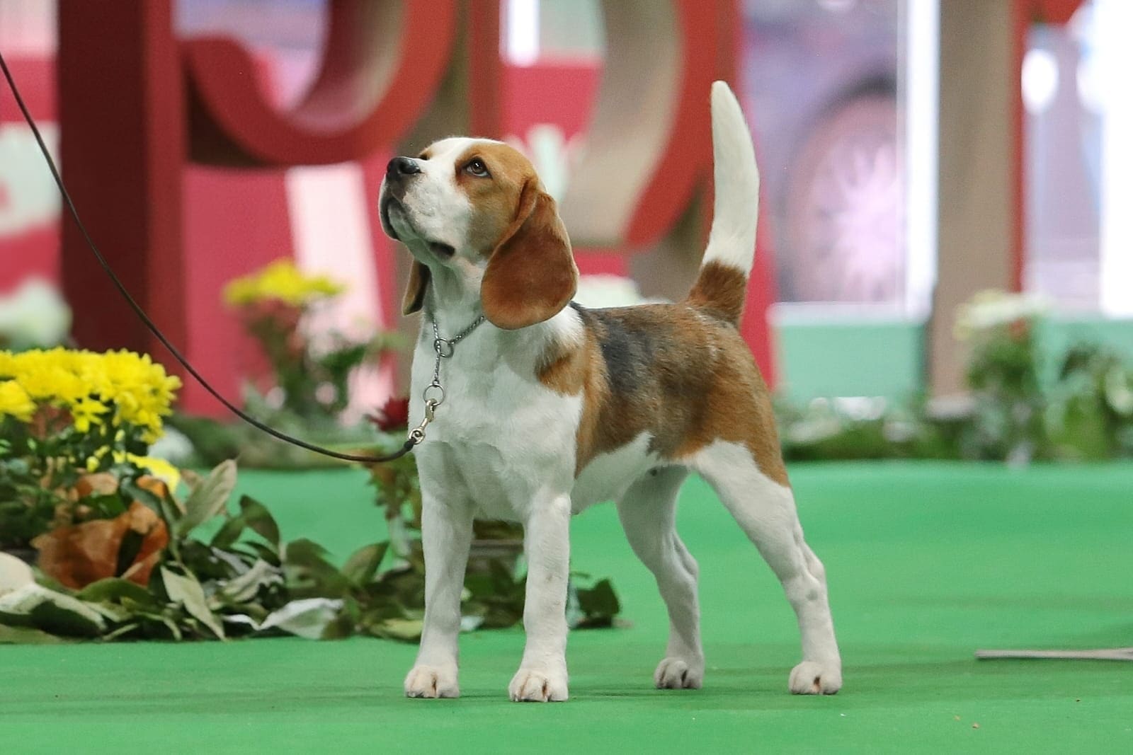 Beagle de El Imperio Canino en el ring de una exposición canina