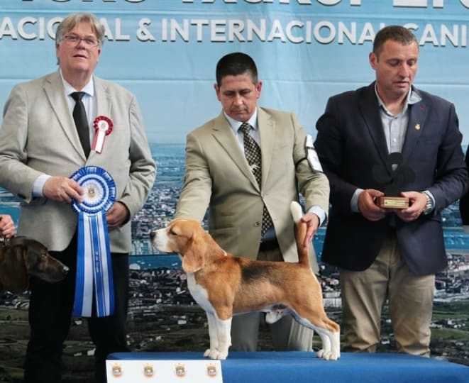 Beagle campeón sobre mesa de exposición